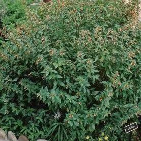 thumbnail for publication: Cuphea ignea Cigar Plant, Cigar Flower